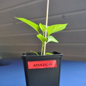 Amazon2.jpg