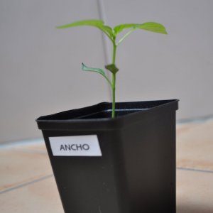 ancho2.jpg