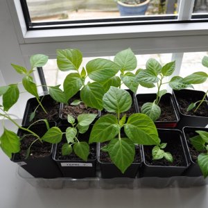 Fenster Wohnzimmer.jpg