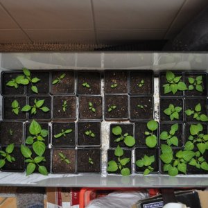 growboxx.jpg