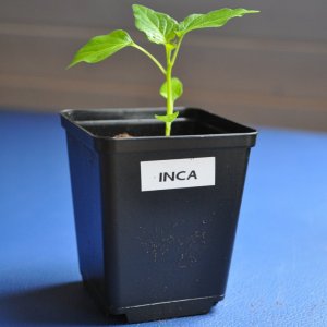 inca2.jpg