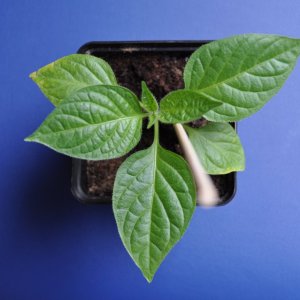 Mini Rocoto.jpg