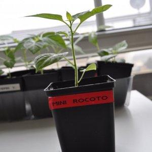 Mmini rocoto 2.jpg