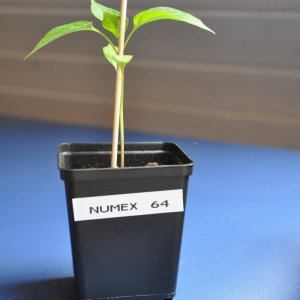 numex2.jpg