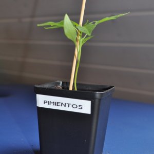 pimientos2.jpg