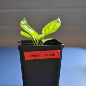 pink hab2.jpg