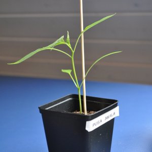 pusa 2.jpg