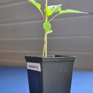 quadrato 2.jpg