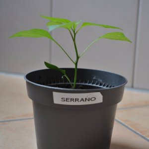 serrano2.jpg