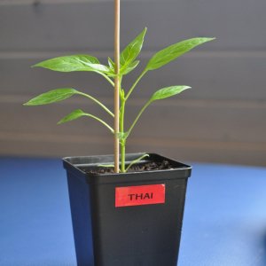 thai 2.jpg