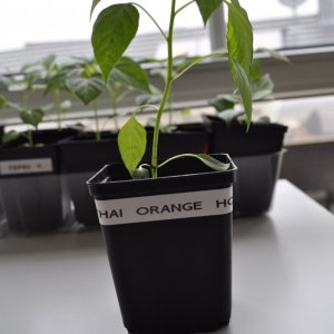 thao orange hot 2.jpg