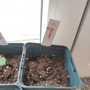 IMG_20210327_080050 C. flexuosum 2.jpg
