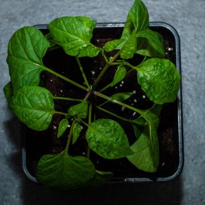 210413_Jalapeno_Zapotec.jpg