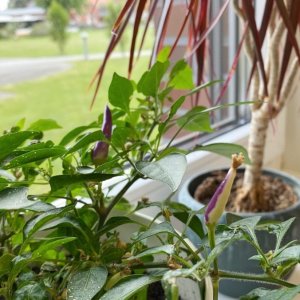 210520_Chilis_8