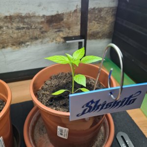 20210520 Shishito.jpg