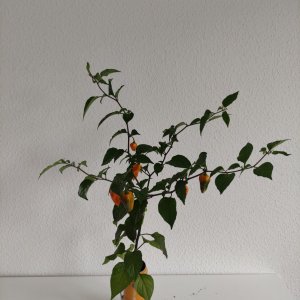 Plisa X Fatalii Dose IMG_20210520_175810.jpg