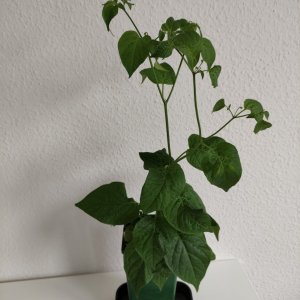 Cumari Minas Garais Capsicum Praetermissum IMG_20210520_175326.jpg