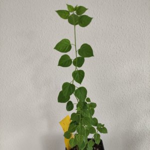 c. cardenasii IMG_20210520_175054.jpg