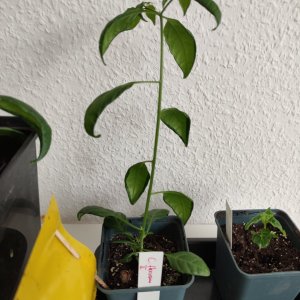 C. Flexuosum  IMG_20210520_174824.jpg