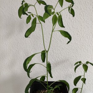 C. Flexuosum IMG_20210520_174817.jpg