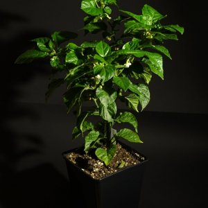 Habanero "Red Savina"
