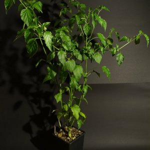 Aji Melocoton