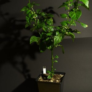 Bhut Jolokia Chocolate