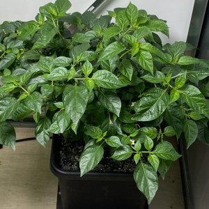 Golden Limon F8