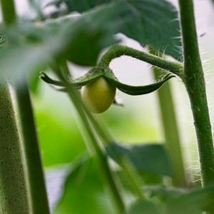 tomatenkügelchen.jpg