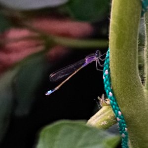 libelle2.jpg