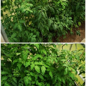Collage_20210620_181800.jpg