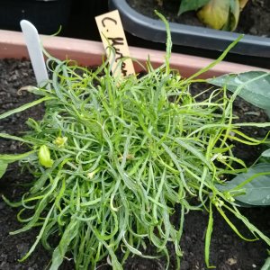 C. Mutant