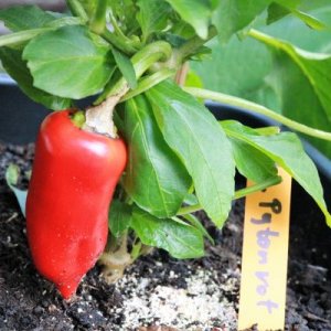Phyton rot