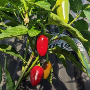 NuMex Jalamundo - Detail