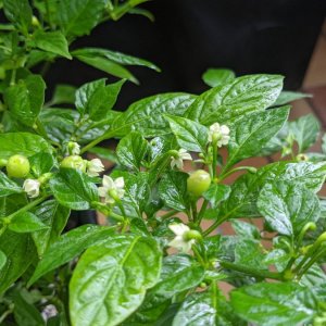 Aji Charapita - Detail