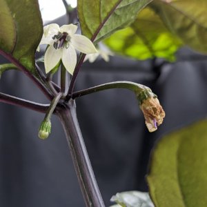 Halb unbekannte Roulette (???xPDN) - Blüte