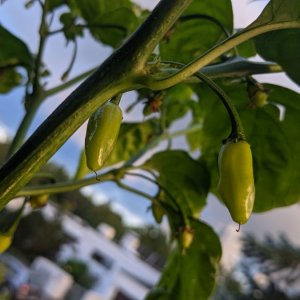 Frutgum - Detail