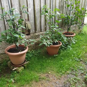Capsicum Chinense CP 337 - Pimenta Chris Fat Red F8(Büddee)