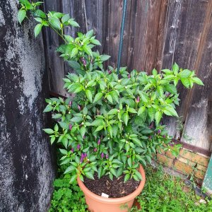 Capsicum Annuum NuMex Twilight