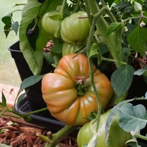 erste große Tomate.jpg