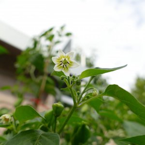 P1020114.JPG