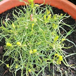 C. Mutant
