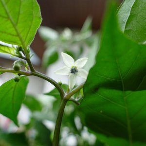 P1020134.JPG