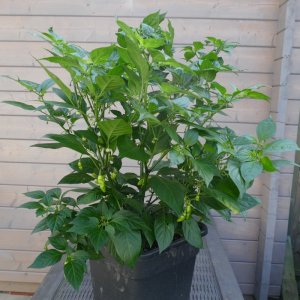 P1020137.JPG