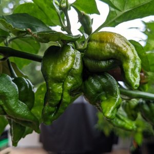 Bhut Jolokia Chocolate - Detail