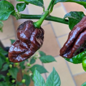 Bhut Jolokia Chocolate - Detail