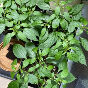 Thaiviolett F3