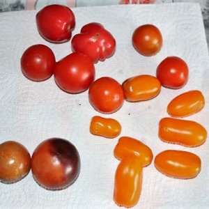 Cocktail orange, Blue of the Night und Strauchtomate normal