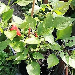 Snackpaprika rot