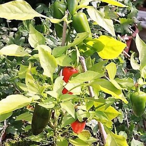 Snackpaprika rot